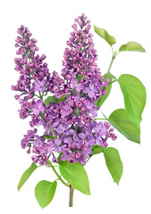 Purple  lilac isolated branch