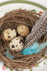 Obraz premium quail eggs