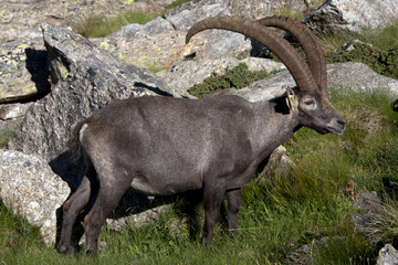 male ibex in a pasture