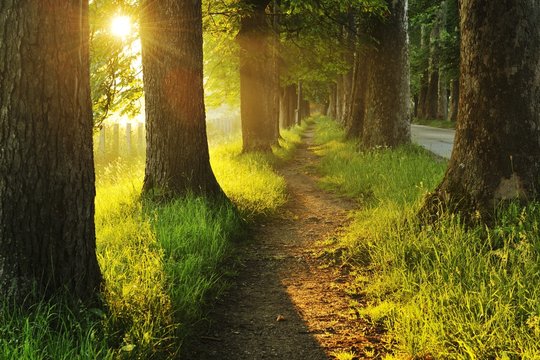 sunrise in beautiful alley