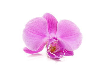 Fototapeta na wymiar Purpurowe Orchidea samodzielnie na białym tle