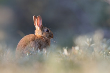 a wild rabbit grazing in the dunnes