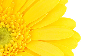 yellow gerbera daisy