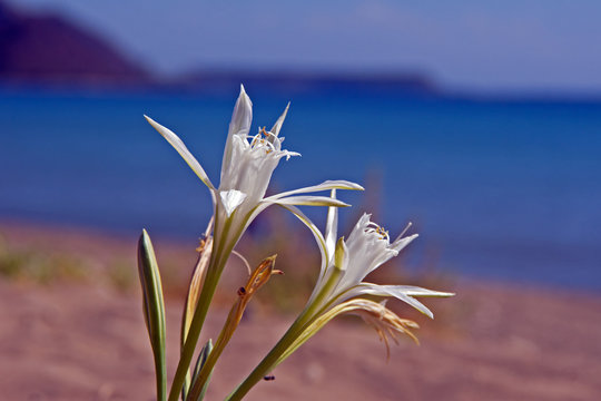 Agapant afrykański na plaży, grecka wyspa Zakynthos