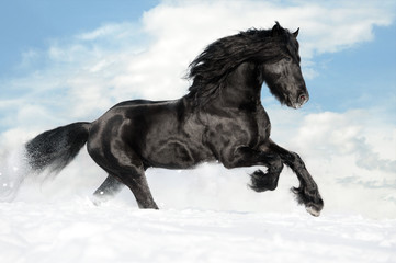 Fototapeta na wymiar Czarny koń biegnie galopem na śniegu