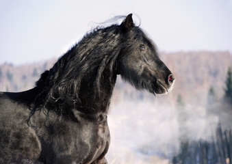 Black friesian horse portrait in gallop