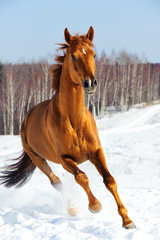 Fototapeta na wymiar Czerwony koń biegnie front w zimie