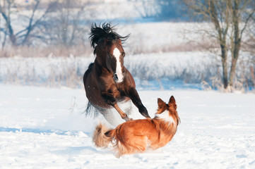 Welsh pony and dog play in winter
