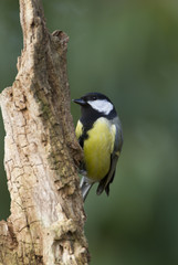 GreatTit on log