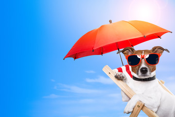 dog sunbathing on a deck chair with empty space on side