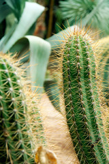 cactus plant with yellow bristles growing in natural environment 