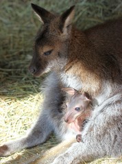 Bennettk&auml;ngurumutter  putzt  ihr Baby im Beutel