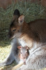 Bennettkängurumutter  putzt  ihr Baby im Beutel