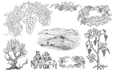 Vineyard illustration - 40637953