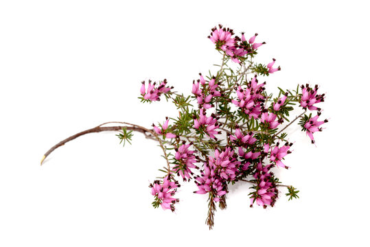 Purple heather