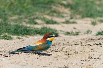 european bee eater (Merops Apiaster)