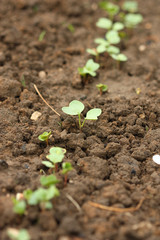 Radish seedlings