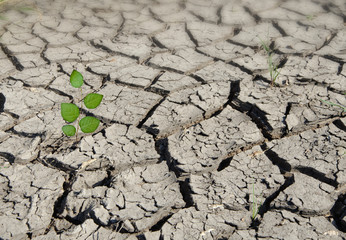 sapling growing from arid land