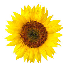 Die perfekte Sonnenblume auf wei脽