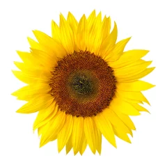 Poster Die perfekte Sonnenblume auf weiß © Smileus