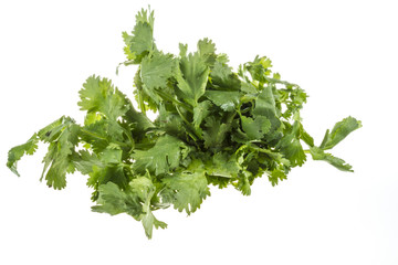 Closeup photo of fresh coriander / cilantro (Leaves & Roots) on
