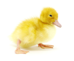 yellow duck