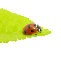 ladybug