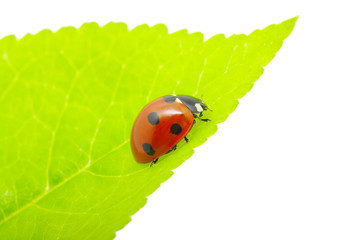 ladybug