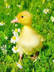 baby duck