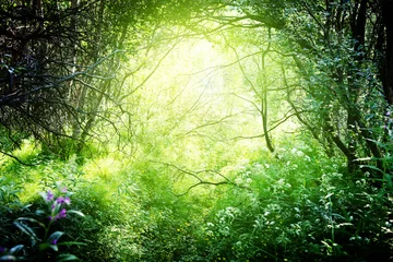 Foto auf Acrylglas Frühling Sonne im tiefen Wald