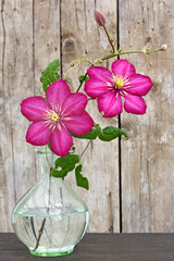 Obraz premium clematis