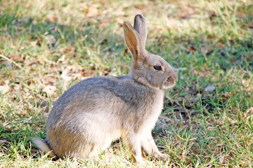 Naklejka na ściany i meble brown rabbit with long ears