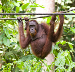 Bornean orangutan