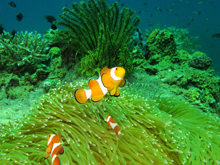 Clownfish, Amphiprion ocellaris, Borneo