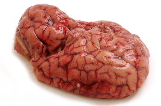 Cervello brain seso 大脑