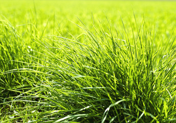 Green grass background