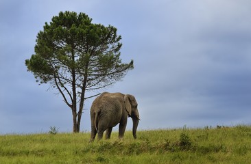 Lone Elephant and Tree
