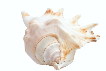 White shell.
