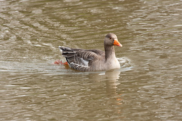 Obraz premium Greylag goose swimming at speed