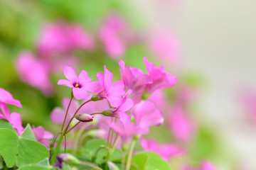 Fototapeta premium Fiore di trifoglio