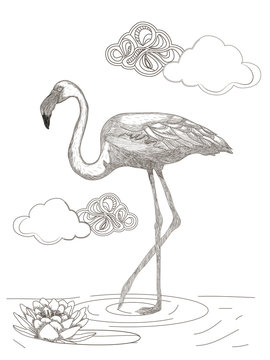 Flamingo Sketch