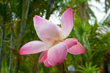 Tropische Teichrosenbl&uuml;te