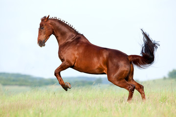 Chestnut horse runs gallop in field