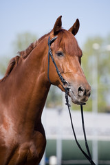 Chestnut horse portrait
