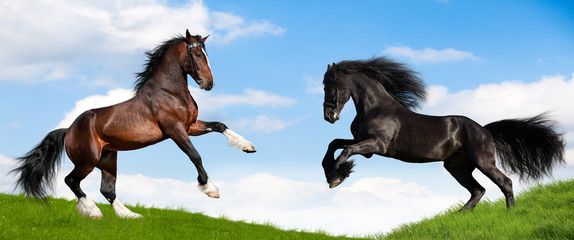 Friesian black and bay Clydesdale horses in field.