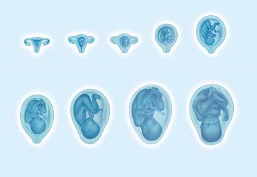 Embryologie und Entwicklung