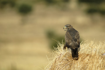 Ratonero sobre la alpaca