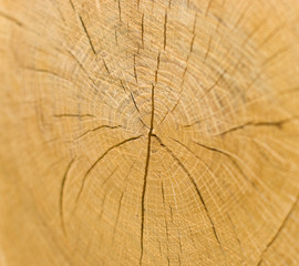 Fototapeta premium The background of the tree. Annual rings. Focus on the center