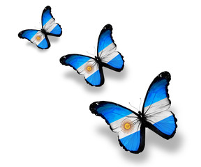 Three Argentine flag butterflies, isolated on white