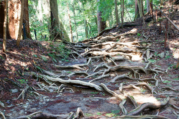 Root of tree , kurama-temple kyoto